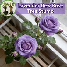 Royal Lavender Live Rose Plant - Intense Purple Flowers, Wedding Arches And Luxury Landscaping, Bare Root - 1株玫瑰幼苗 - 查看 6