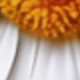 Ladybug Daisy