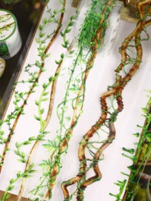 1卷 美学花园植物和纸胶带，适用于手账DIY装饰、剪贴簿、相册、杂志、文具，返校季必备 - 查看 2