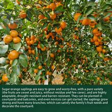 12-15" Sugary Mandarin Tree – Easy Care, Fast Growing, Sweet Citrus, Includes Planting Guide - 1 Floor - View 9
