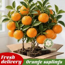 12-15" Sugary Mandarin Tree – Easy Care, Fast Growing, Sweet Citrus, Includes Planting Guide - 1 Floor - View 2