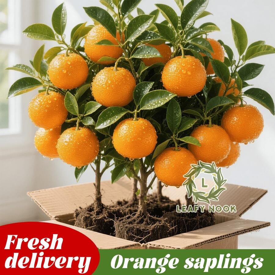 12-15" Sugary Mandarin Tree – Easy Care, Fast Growing, Sweet Citrus, Includes Planting Guide