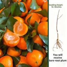 12-15" Sugary Mandarin Tree – Easy Care, Fast Growing, Sweet Citrus, Includes Planting Guide - 1 Floor - View 4