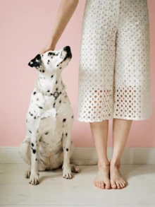Collana per cani carina e dolce | Collana per animali domestici in perla resistente | Collana per animali domestici in perla di colore solido ed elegante adatta per cani e gatti di piccola e grande taglia | Collana decorativa a contrasto | Adatta per cani e gatti di piccola taglia | Adatta per uso quotidiano e gioco | Accessori per abbigliamento per animali domestici | Collare per cani e gatti di piccola taglia | Stile cartoni animati | Regalo per animali domestici | Accessorio fotografico, collana per matrimonio di animali domestici, accessorio per matrimonio di animali domestici - Bianco - Visualizzare 6