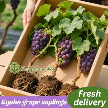 Premium Red Globe Grape Live Plant - 10-11 Inches Tall - Bare Root Plant - High Yield Red Globe Grape - Fast Growing, Low Maintenance And Drought Tolerant - Produces Juicy And Sweet Fruit - 1樓 - 查看 8