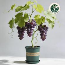 1-2 Year Old Kyoho Grape – Bare Root, Sweet And Juicy, Fast Growing, Low Maintenance, Perennial Ready For Planting - Tầng 1 - Xem 3
