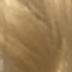漸變金色