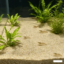 500g/1000g 小顆河卵石，天然河石景觀卵石 - 用於水族箱、兩棲類與爬蟲類棲息地的天然河石，水生植物基質，水族箱基質，水族箱底材 - 查看 5
