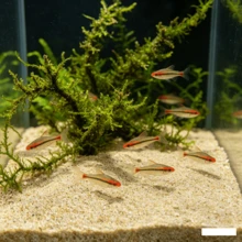 500g/1000g 小顆河卵石，天然河石景觀卵石 - 用於水族箱、兩棲類與爬蟲類棲息地的天然河石，水生植物基質，水族箱基質，水族箱底材 - 查看 2