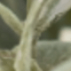 Gray Green