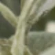 Gray Green