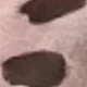 Chocolate Brown