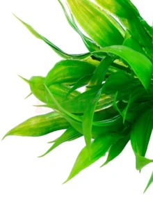 1pc Realistic Plastic Aquarium Decor Artificial Aquatic Plants, Soft & , Vibrant Colors, Easy To Create Natural Underwater Forest, Purify Water, Suitable For Freshwater & Saltwater Tanks, Slouchy Aquascaping, Instantly Beautify Fish Tank, Construct Dreamlike Underwater World, Provide Comfortable Habitat For Fish - A - View 6