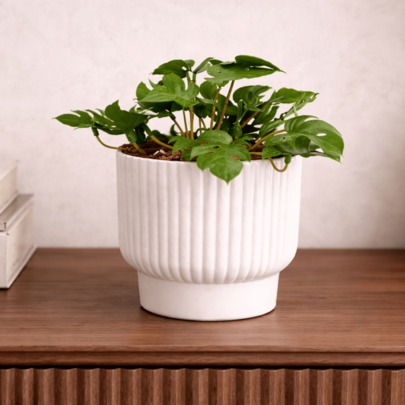 Vaso+ Planta Artificial Mini Costela De Adão Sala Escritorio