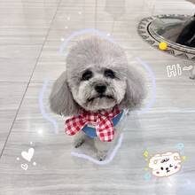 1 Set Decorative Scarf & Bib, Ins Style Collar, Contrast Color Denim Bow Drool Bib, Ideal Gift For Dogs And Cats - Multicolor - View 6