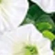 White-eucalyptus Morning Glory