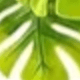 薄荷綠