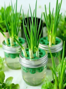 1pc 3D Printed Mold For DIY Hydroponic Planting Of Garlic & Green Onion - Multicolor - View 2