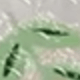 Hoa cúc xanh