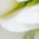 White Green