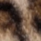 Camel-colored Leopard Print