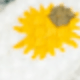 Yellow Daisies