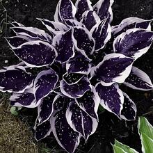 100 Hosta Plants - Perennial Plants For Shade Gardens, Easy Outdoor Landscaping For Low-Light Areas - 100 件/s.e.e.d.s - 查看 2