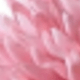 Hồng