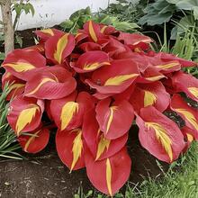 100 Hosta Plants - Perennial Plants For Shade Gardens, Easy Outdoor Landscaping For Low-Light Areas - 100 件/s.e.e.d.s - 查看 4