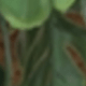 Xanh đậm