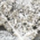 Plata-N1268
