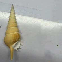 海螺長鼻蝸牛收藏標本 地中海風居家裝飾 攝影創意禮物 居家裝飾 水族箱裝飾 桌面擺飾 - 1PC - 查看 6