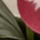 彩色
