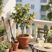 50 Meyer Dwarf Lemon – Árbol fragante de hoja perenne, de bajo mantenimiento, para macetas, patios o como planta frutal de jardín. - 50 semillas - Ver 2