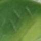綠色