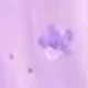 Violet Purple