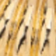 Dorado