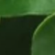 綠色