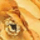 Quả cam