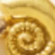 Amarillo Oro