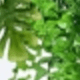 Màu xanh lá cây đậm