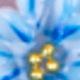 藍色
