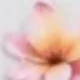 彩色