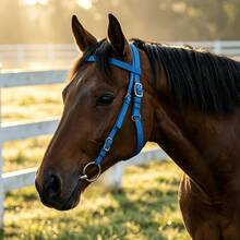 Blue Solid Color Padded Nylon Horse Halter, Double-Layer Design, Suitable For Equestrian Competitions And Daily Riding Training - Blue - View 3