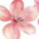 Rỉ Nâu