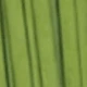Lemongrass