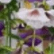Purple White