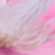 Rosa chiclete