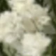 White-green