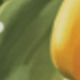 多色3